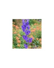 Pied d'Alouette 'Atlantis' (Delphinium Belladonna Group) (Ecelan / wikimedia.org)