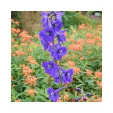 Pied d'Alouette 'Atlantis' (Delphinium Belladonna Group) (Ecelan / wikimedia.org)
