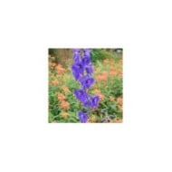 Pied d'Alouette 'Atlantis' (Delphinium Belladonna Group) (Ecelan / wikimedia.org)