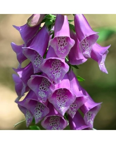 Digitalis purpurea (Krzysztof Ziarnek - Kenraiz / wikimedia.org)