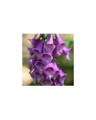 Digitalis purpurea (Krzysztof Ziarnek - Kenraiz / wikimedia.org)