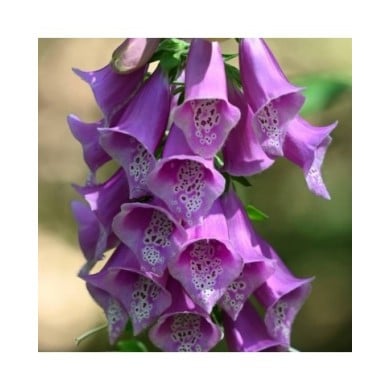 Digitalis purpurea (Krzysztof Ziarnek - Kenraiz / wikimedia.org)