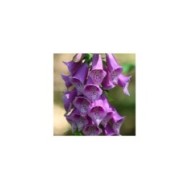 Digitalis purpurea (Krzysztof Ziarnek - Kenraiz / wikimedia.org)