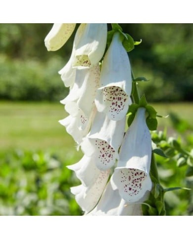 Digitalis purpurea 'Alba' (DoF CC-BY-X / wikimedia.org)