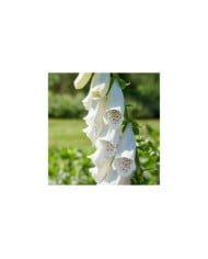 Digitalis purpurea 'Alba' (DoF CC-BY-X / wikimedia.org)