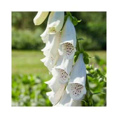 Digitalis purpurea 'Alba' (DoF CC-BY-X / wikimedia.org)