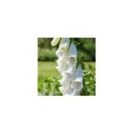 Digitalis purpurea 'Alba' (DoF CC-BY-X / wikimedia.org)