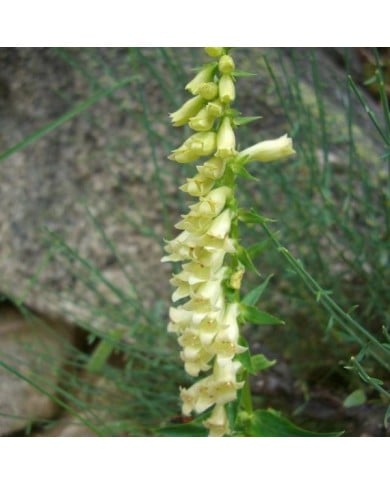 Digitalis lutea (Joan Simon / flickr.com)