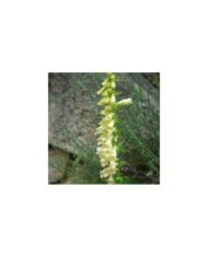 Digitalis lutea (Joan Simon / flickr.com)