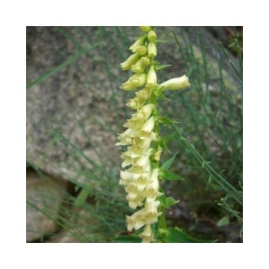 Digitalis lutea (Joan Simon / flickr.com)