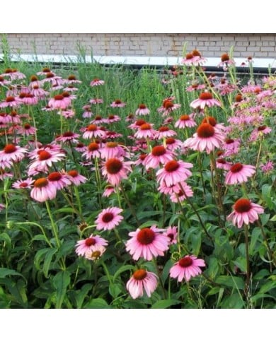 Echinacée pourpre à grandes fleurs 'Magnus' - Echinacea purpurea ( K M / flickr.com)