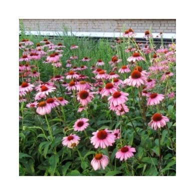 Echinacée pourpre à grandes fleurs 'Magnus' - Echinacea purpurea ( K M / flickr.com)