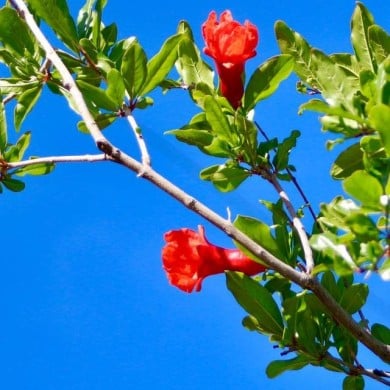 Grenadier à fruits 'Wonderful'