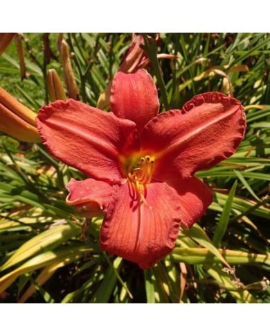 Hémérocalle 'Chicago Rosy' (Salicyna / wikimedia.org)