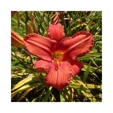 Hémérocalle 'Chicago Rosy' (Salicyna / wikimedia.org)
