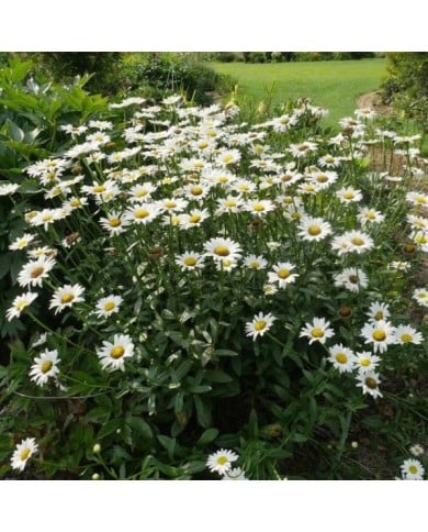Marguerite d'été 'Becky' Leucanthemum superbum ( F. D. Richards / flickr.com)