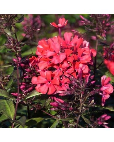 Phlox 'Starfire'  (Paniculata Group) (HVPM dev / Adobe Stock)