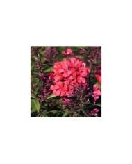 Phlox 'Starfire'  (Paniculata Group) (HVPM dev / Adobe Stock)