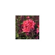Phlox 'Starfire'  (Paniculata Group) (HVPM dev / Adobe Stock)