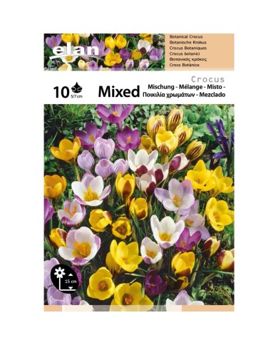 Crocus en mélange de couleurs - Lot de 10 bulbes