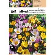 Crocus en mélange de couleurs - Lot de 10 bulbes