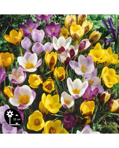Crocus en mélange de couleurs - Lot de 10 bulbes