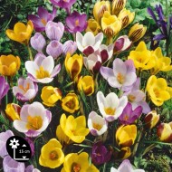 Crocus en mélange de couleurs - Lot de 10 bulbes