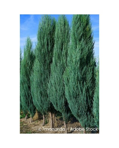 Juniperus scopulorum 'Blue Arrow'