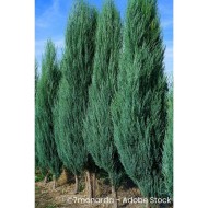 Juniperus scopulorum 'Blue Arrow'