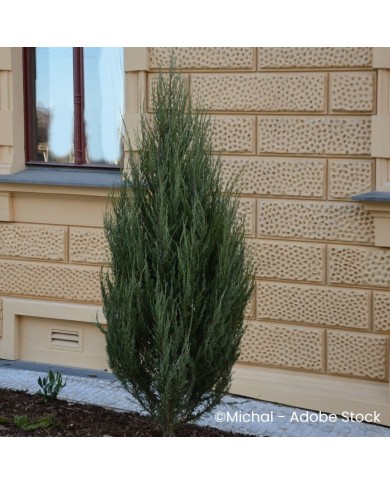 Juniperus scopulorum 'Blue Arrow'
