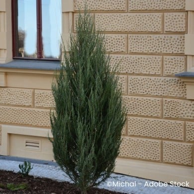 Juniperus scopulorum 'Blue Arrow'