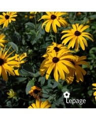 Rudbeckia subtomentosa