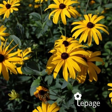 Rudbeckia subtomentosa
