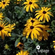 Rudbeckia subtomentosa
