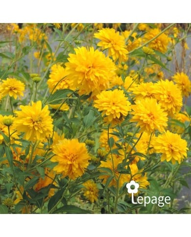 Rudbeckia laciniata 'Goldquelle'