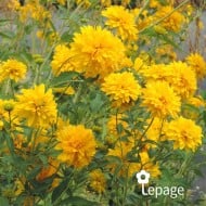 Rudbeckia laciniata 'Goldquelle'