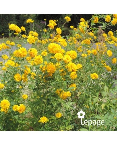 Rudbeckia laciniata 'Goldquelle'
