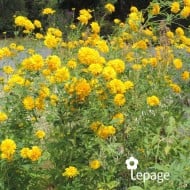 Rudbeckia laciniata 'Goldquelle'