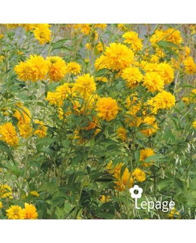 Rudbeckia laciniata 'Goldquelle'