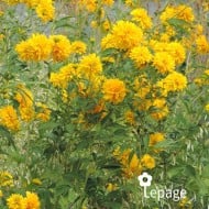 Rudbeckia laciniata 'Goldquelle'