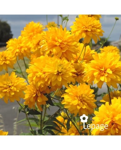 Rudbeckia laciniata 'Goldquelle'