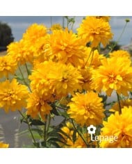 Rudbeckia laciniata 'Goldquelle'