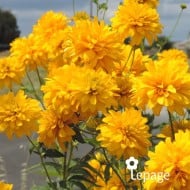 Rudbeckia laciniata 'Goldquelle'