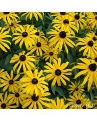 Rudbeckia fulgida 'Goldsturm'