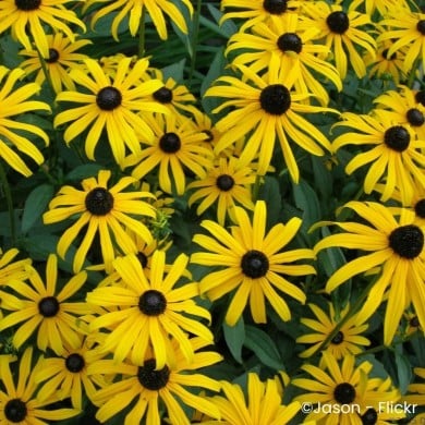 Rudbeckia fulgida 'Goldsturm'