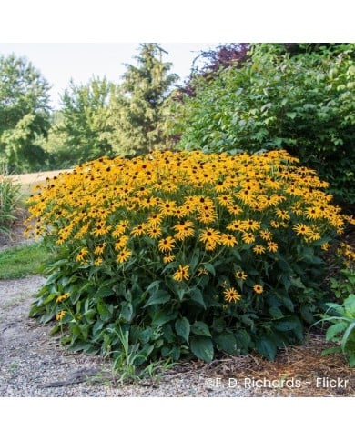 Rudbeckia fulgida 'Goldsturm'