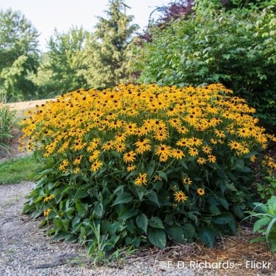 Rudbeckia fulgida 'Goldsturm'