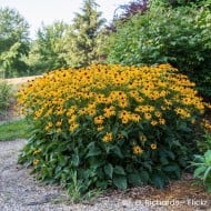 Rudbeckia fulgida 'Goldsturm'