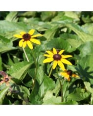 Rudbeckia fulgida 'City Garden'
