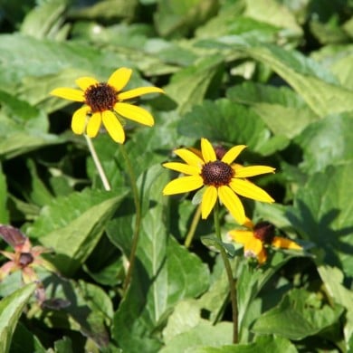 Rudbeckia fulgida 'City Garden'